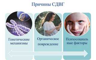 Синдром дефицита внимания и его механизмы