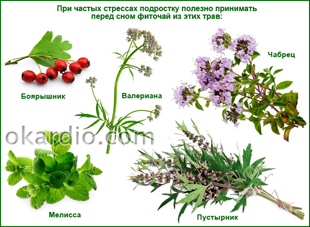 травы для фиточая при частых стрессах у подростка
