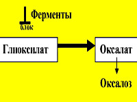 Оксалоз