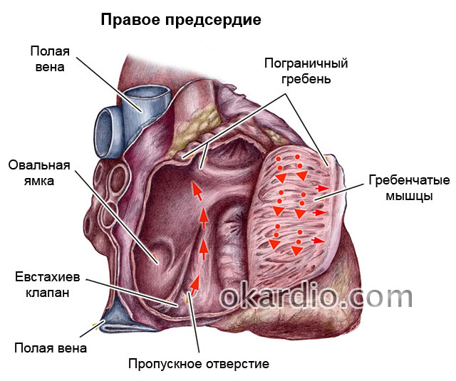 евстахиев клапан