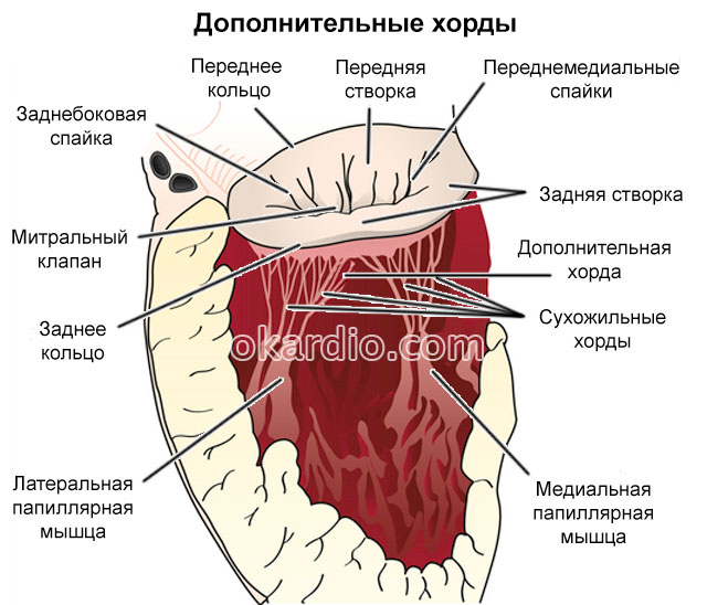 дополнительные хорды