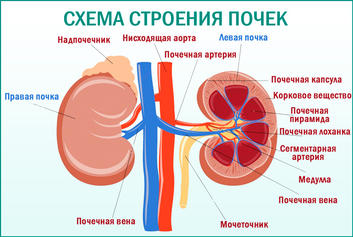 Почка (анатомия) 