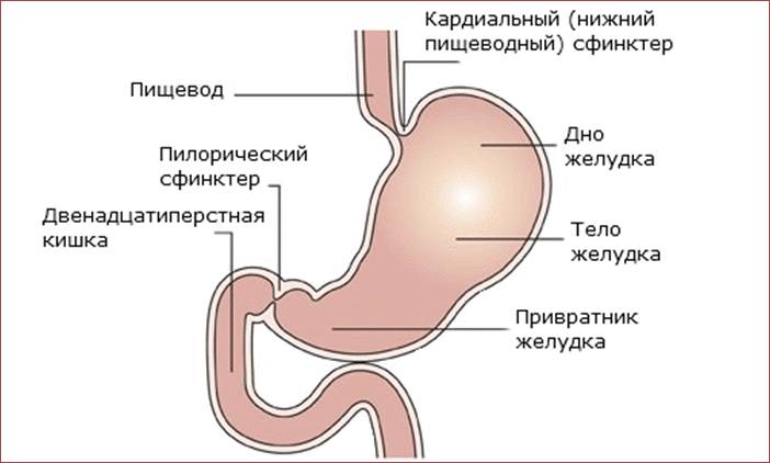 Строение желудка